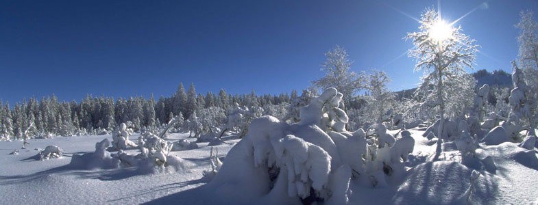 Fällt der Schnee zur Winterzeit